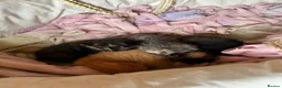 Domestic Shorthair cats for sale: Beautiful kittens looking for 5 star forever homes - Advert 17