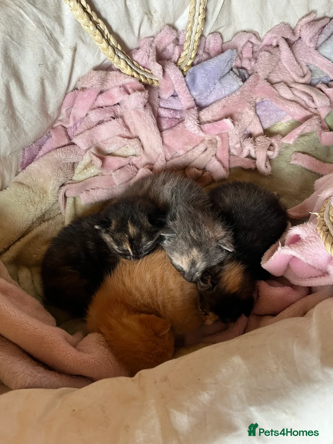 Domestic Shorthair cats for sale: Beautiful kittens looking for 5 star forever homes - Advert 17