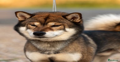 Japanese Shiba Inu dogs - Advert 12