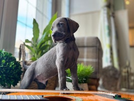 Weimaraner dogs - Advert 2