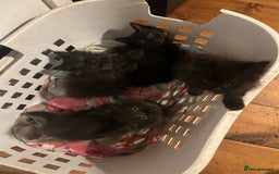 Mixed Breed cats for sale: Kittens, Cross Ragdoll - Image 1