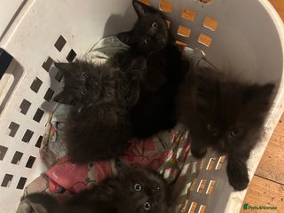 Mixed Breed cats - Advert 12