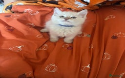 Ragdoll cats for sale:  Last two pure Ragdolls ready now reduced price - Image 10