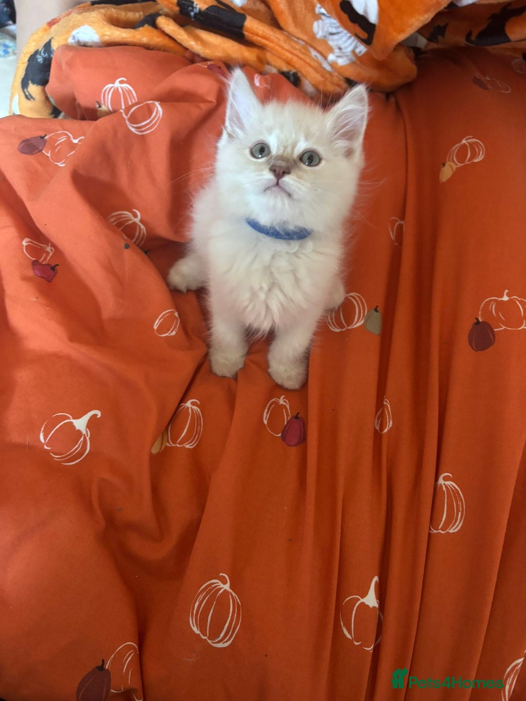 Ragdoll cats for sale:  Last two pure Ragdolls ready now reduced price - Image 10