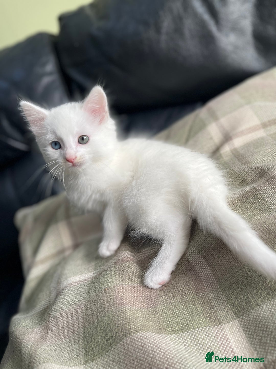 Mixed Breed cats for sale: Beautiful mixed kittens long and shorty hair - Advert 9