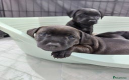 Patterdale Terrier dogs for sale: Patterdale pups - Image 18