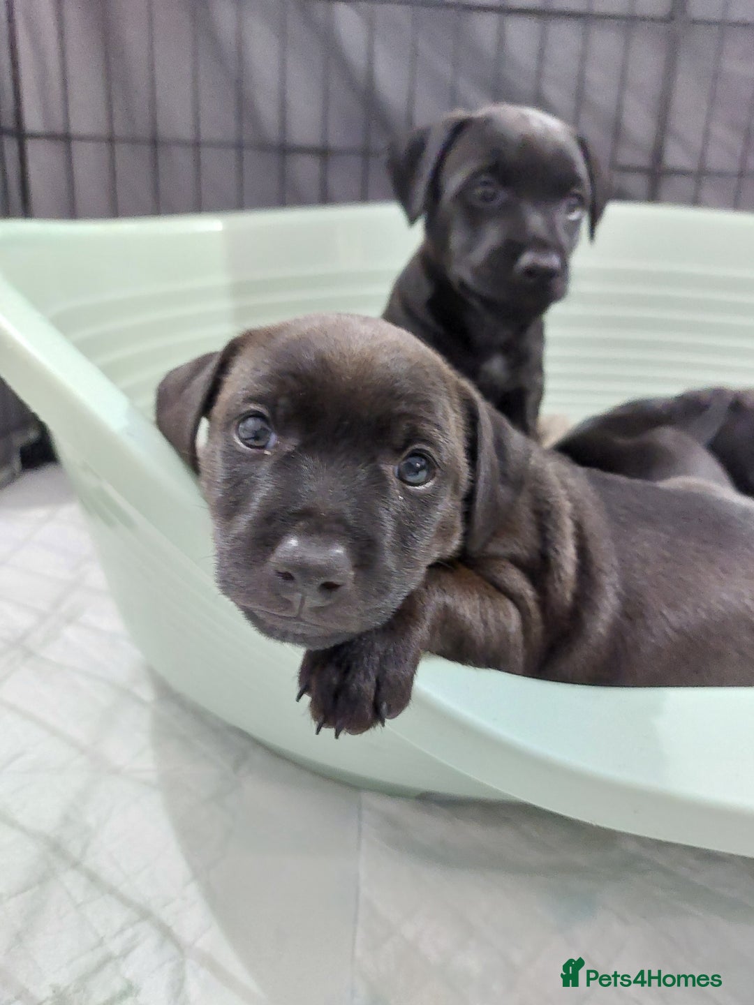 Patterdale Terrier dogs for sale: Patterdale pups - Image 18