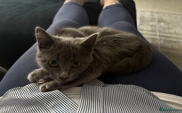 Chartreux cats for sale: Female Kitten For Sale  - Image 6