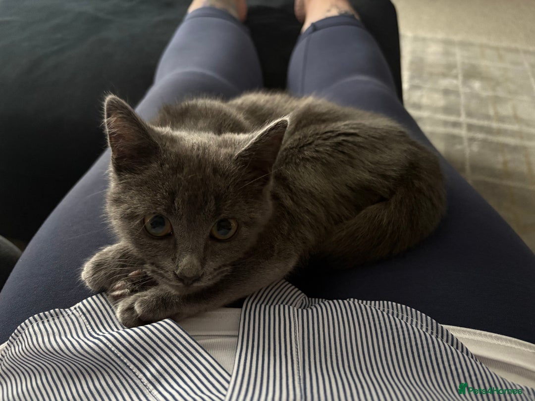 Chartreux cats for sale: Female Kitten For Sale  - Image 6
