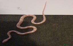 Corn Snake reptiles for sale: ❤️2 beautiful snow cornsnakes babies🐍 - Image 2