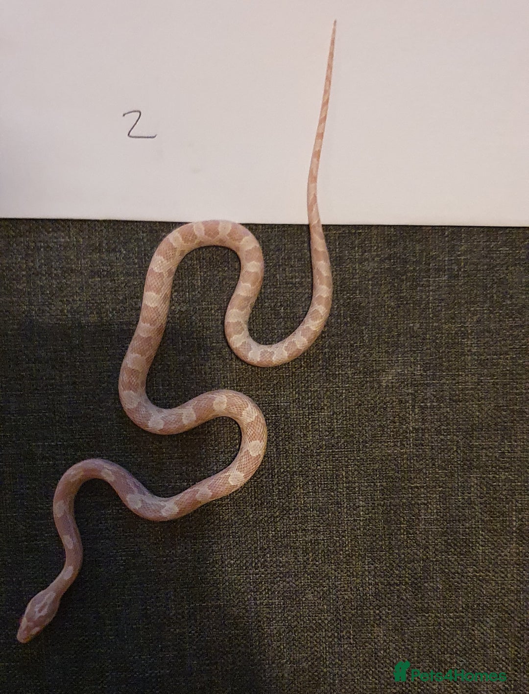 Corn Snake reptiles for sale: ❤️2 beautiful snow cornsnakes babies🐍 - Image 2