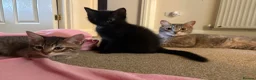 Mixed Breed cats for sale: Beautiful kittens ready for to go  - Advert 5