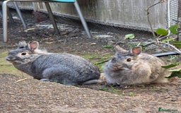 Dwarf Lop rabbits for sale: Bunny  - Image 2