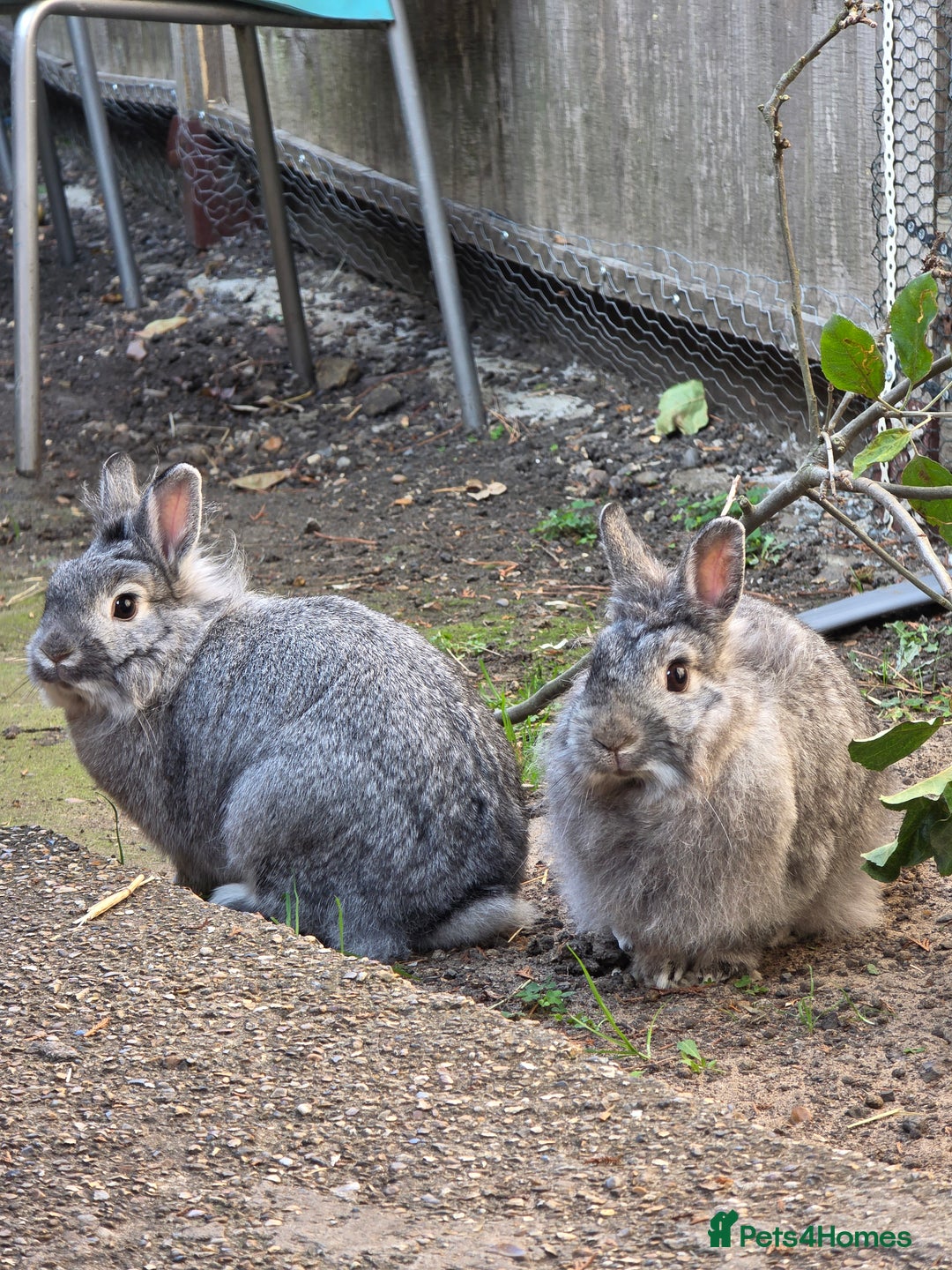 Dwarf Lop rabbits for sale: Bunny  - Image 2
