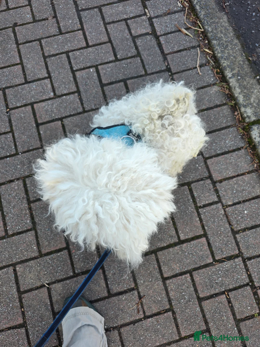 Hungarian Puli dogs for sale: Male and female puli  - Advert 2