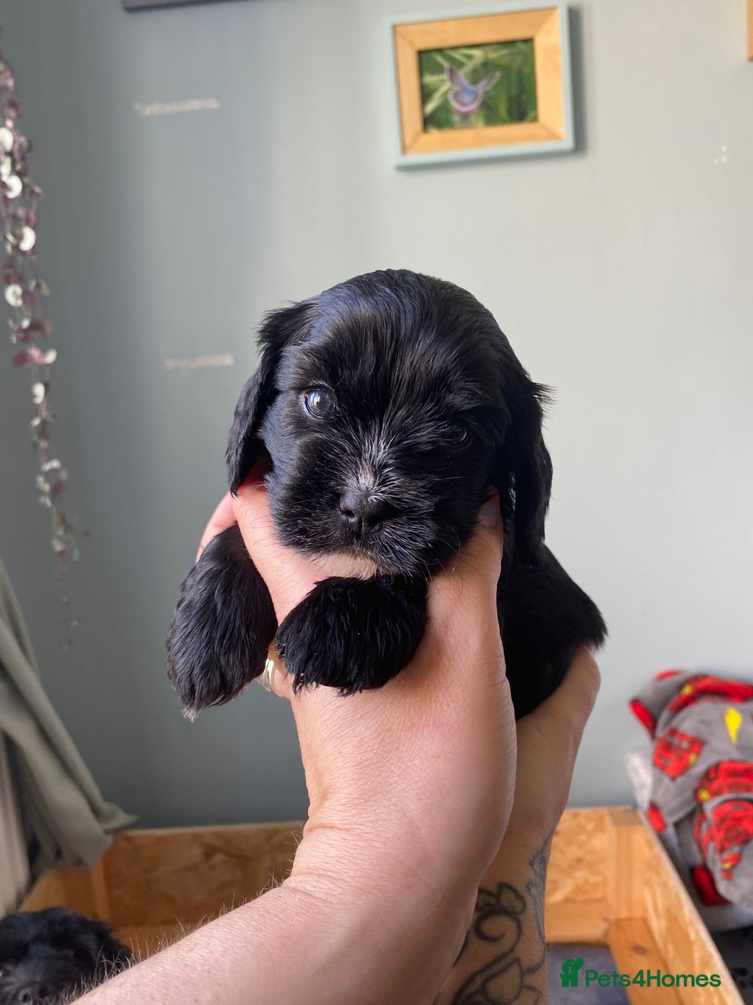 Mixed Breed dogs for sale: Cavapoo puppies - Image 7