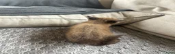 Mixed Breed cats for sale: 🐱 2 male kittens looking for new home 🐱  - Advert 16