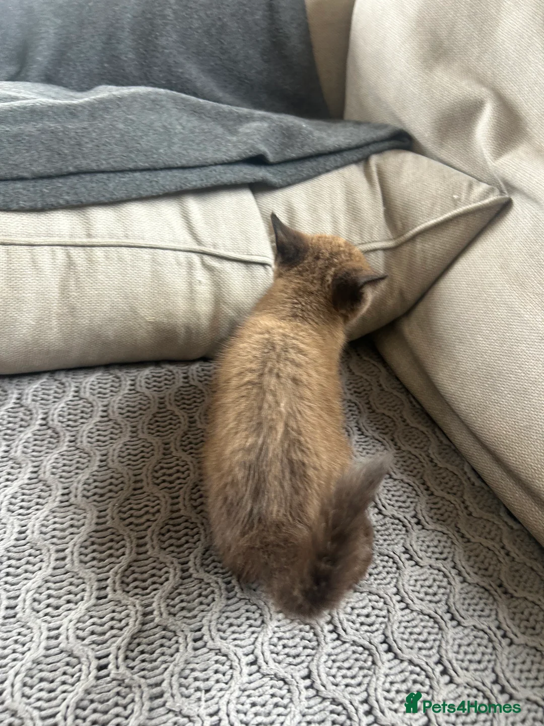 Mixed Breed cats for sale: 🐱 2 male kittens looking for new home 🐱  - Advert 16