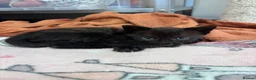 Mixed Breed cats for sale: Black kitten for sale  - Advert 1