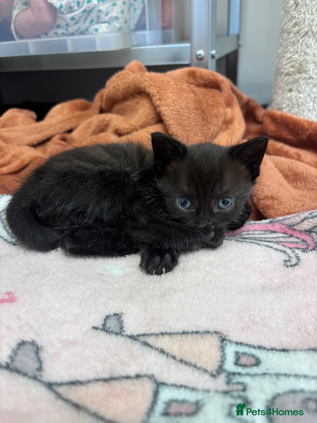 Mixed Breed cats for sale: Black kitten for sale  - Advert 1