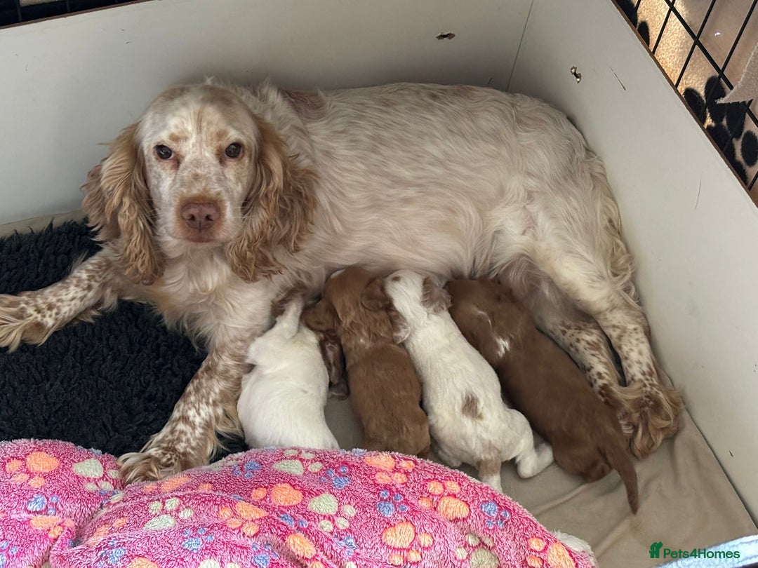 Cockapoo dogs for sale: F1 Cockapoo puppies  - Image 9