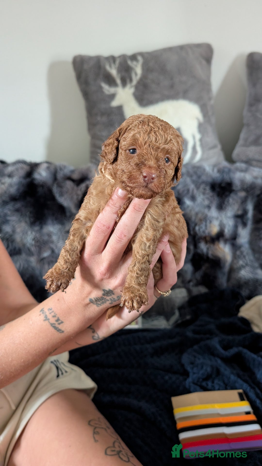 Cavapoo dogs for sale: Beautiful Cavapoo X toy poodle puppies  - Image 20