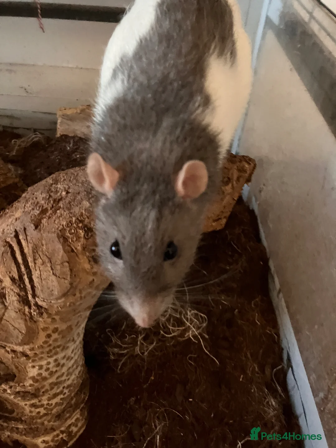 Rat rodents for sale: 4 male rats for rehoming - Advert 6