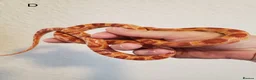 Corn Snake reptiles for sale: Juvenile corn snakes in Doncaster - Advert 8