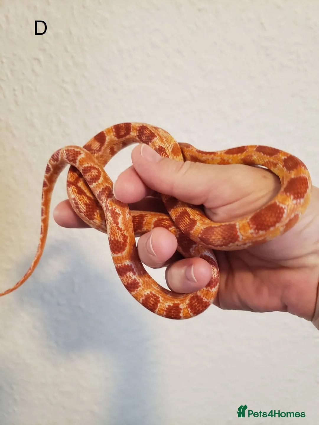 Corn Snake reptiles for sale: Juvenile corn snakes in Doncaster - Advert 8