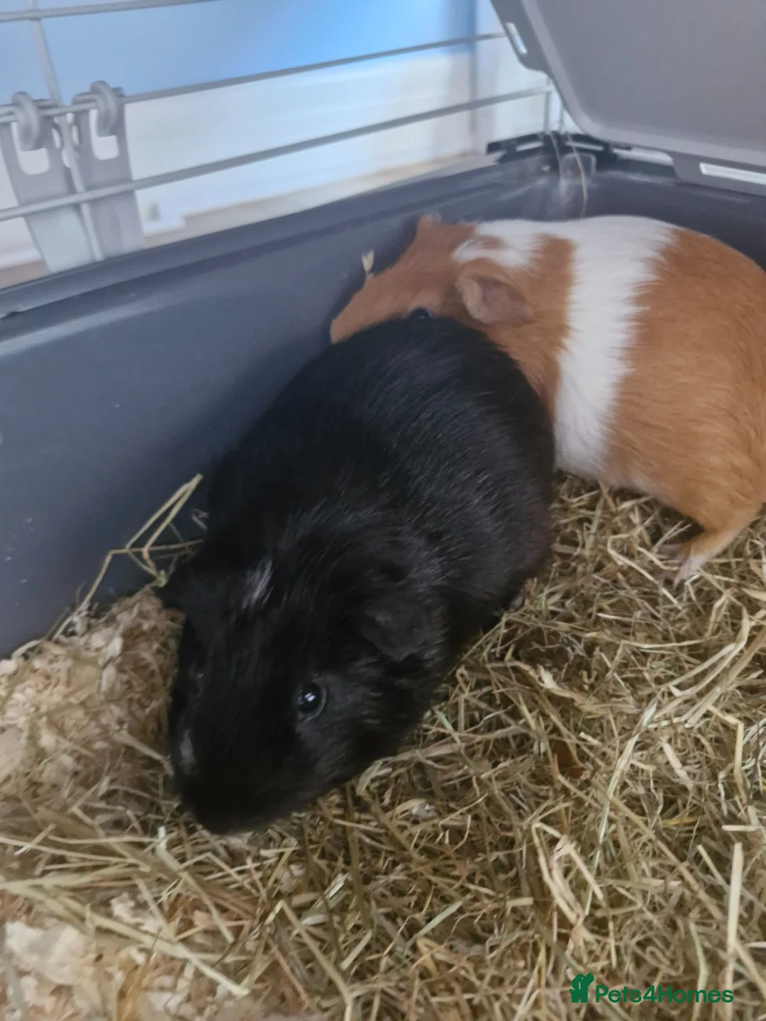 Guinea Pig rodents for sale: 2 male guinea pigs in Erith - Advert 2