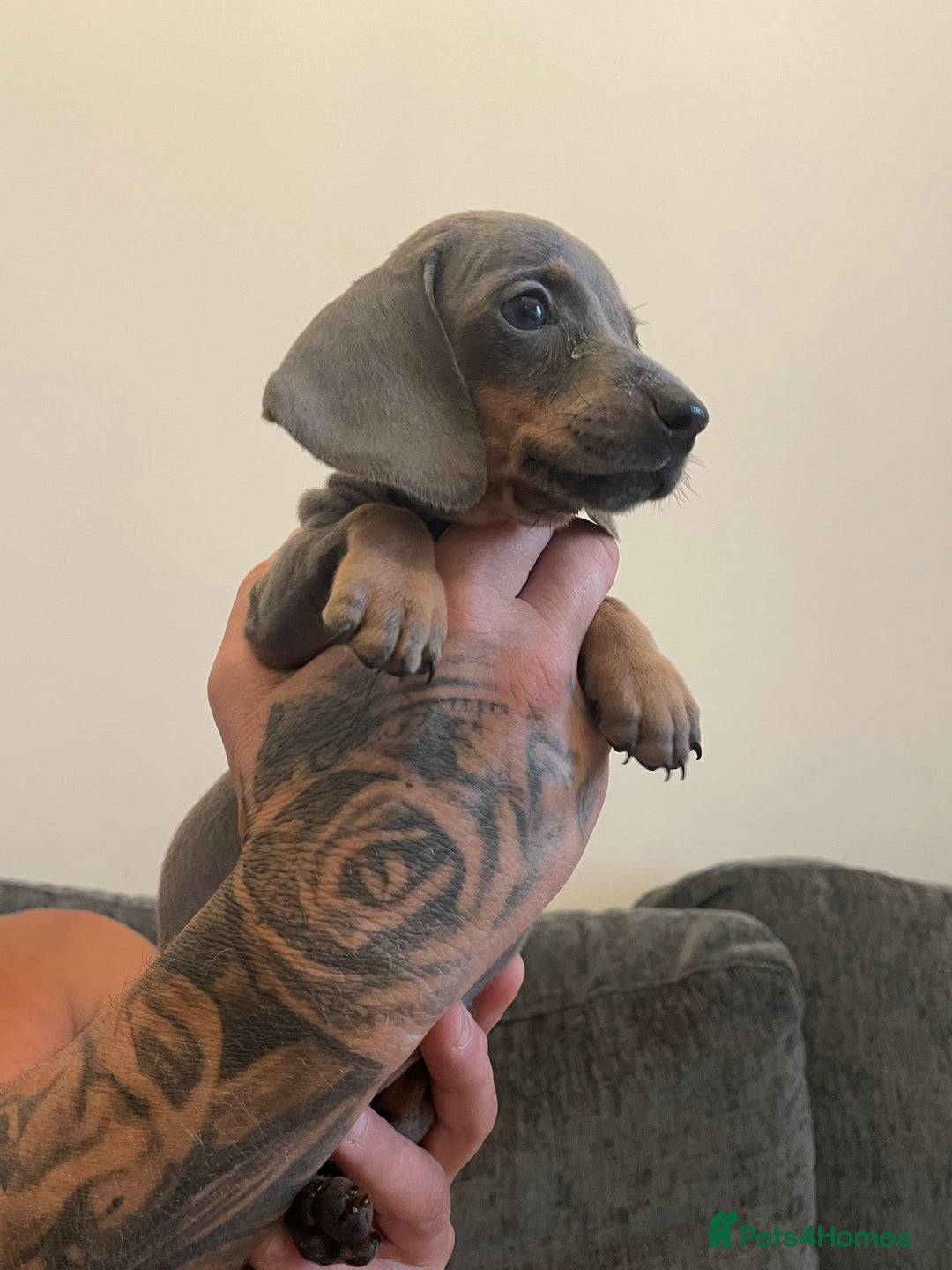 Dachshund dogs for sale: Dachshund puppies sausage dogs  - Image 9