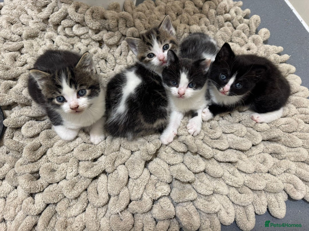 Mixed Breed cats for sale: Russian Blue x Tabby - Advert 26