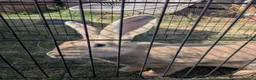 Continental Giant rabbits for sale: Continental giant for sale  - Advert 4