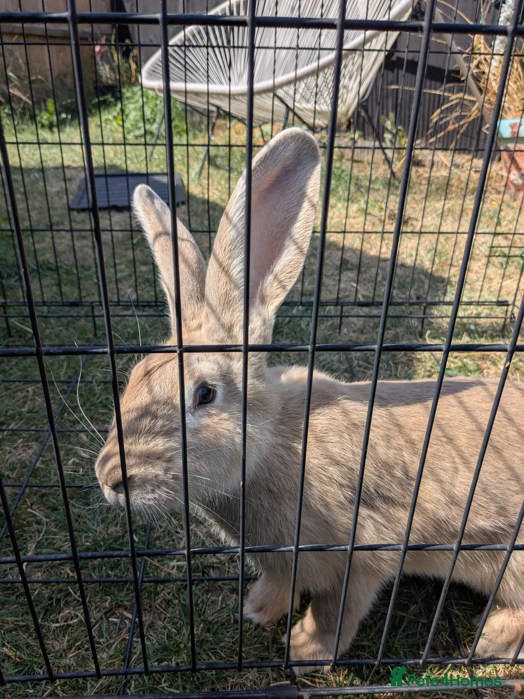Continental Giant rabbits for sale: Continental giant for sale  - Advert 4