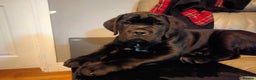 Cane Corso dogs for sale: Cane Corso XL Boy 22/12/2025 - Advert 15