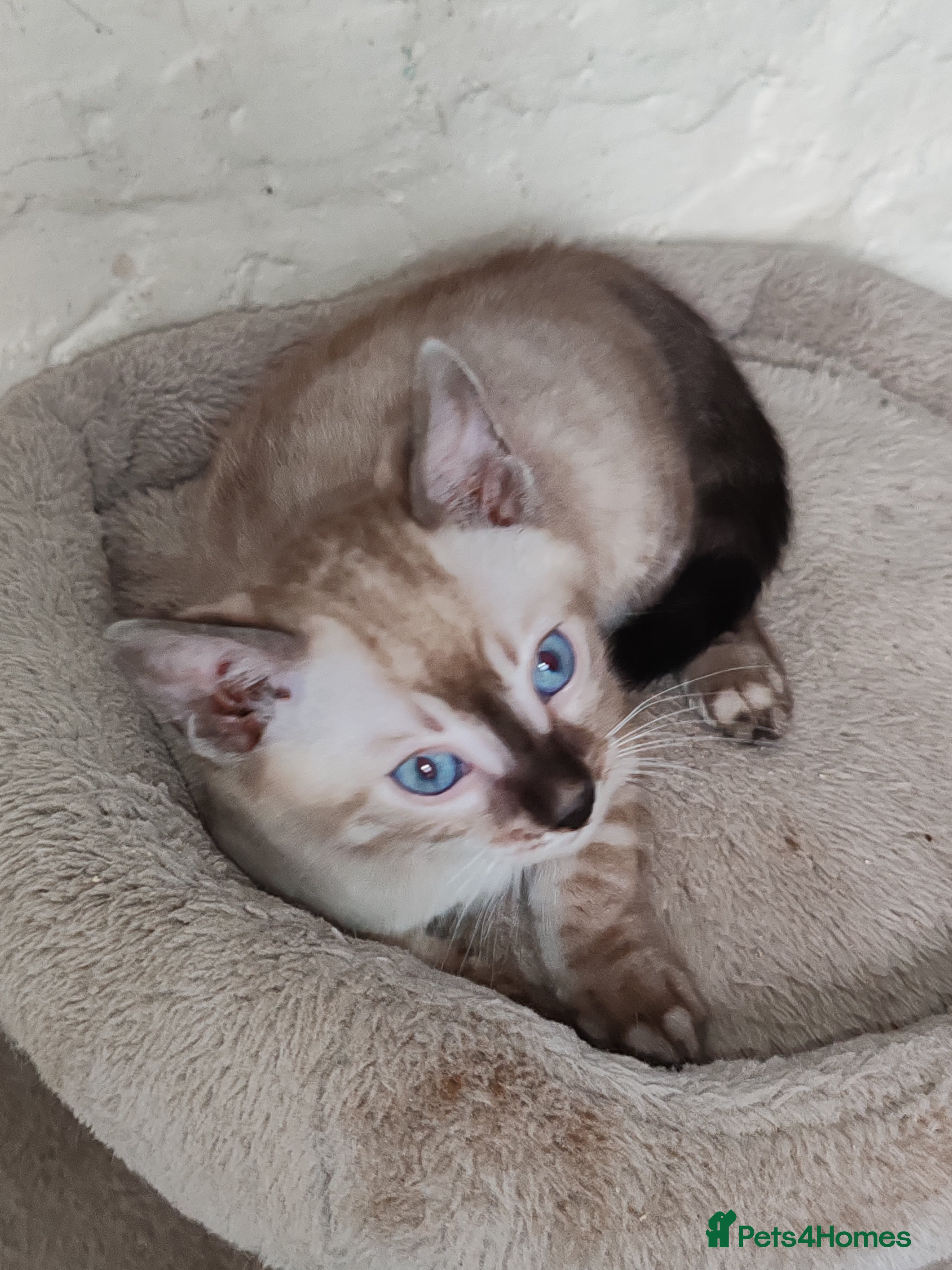 Bengal cats Snow lynx bengal kittens - Advert 12