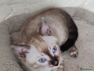 Bengal cats Snow lynx bengal kittens - Advert 12