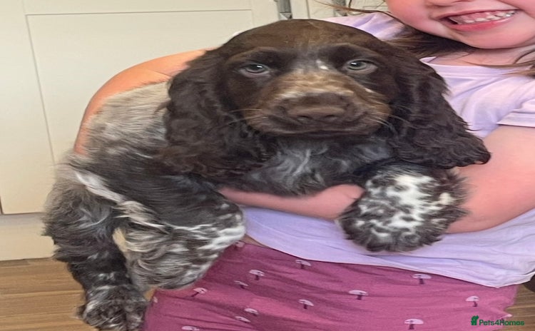 Cocker Spaniel dogs - Advert 4