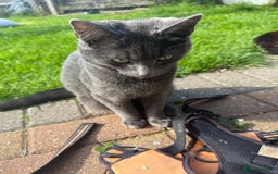 Mixed Breed cats for sale: Boy kitten age 8 months old  - Image 4