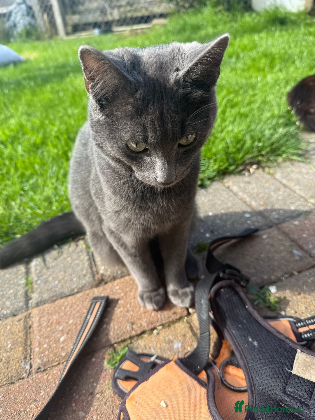 Mixed Breed cats for sale: Boy kitten age 8 months old  - Image 4