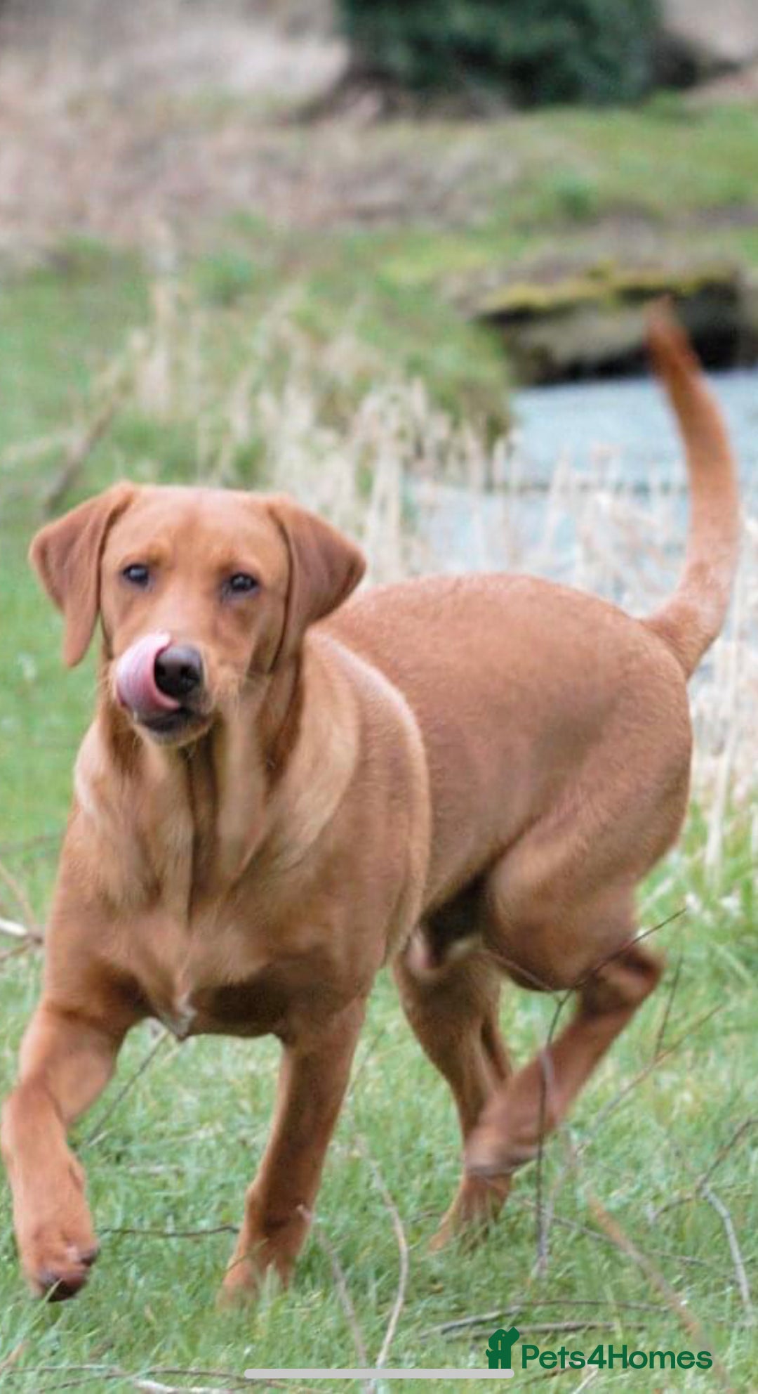 Labrador Retriever dogs for sale: Beautiful Fox Red Labrador Puppies - Advert 2