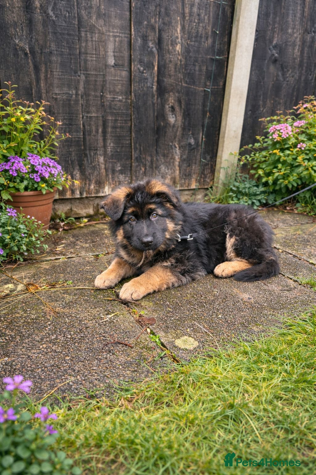 German Shepherd dogs Male German Shepherd Puppy 12 Weeks Old - Advert 5