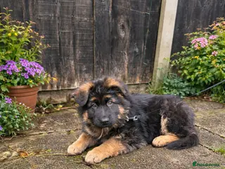 German Shepherd dogs Male German Shepherd Puppy 12 Weeks Old - Advert 5
