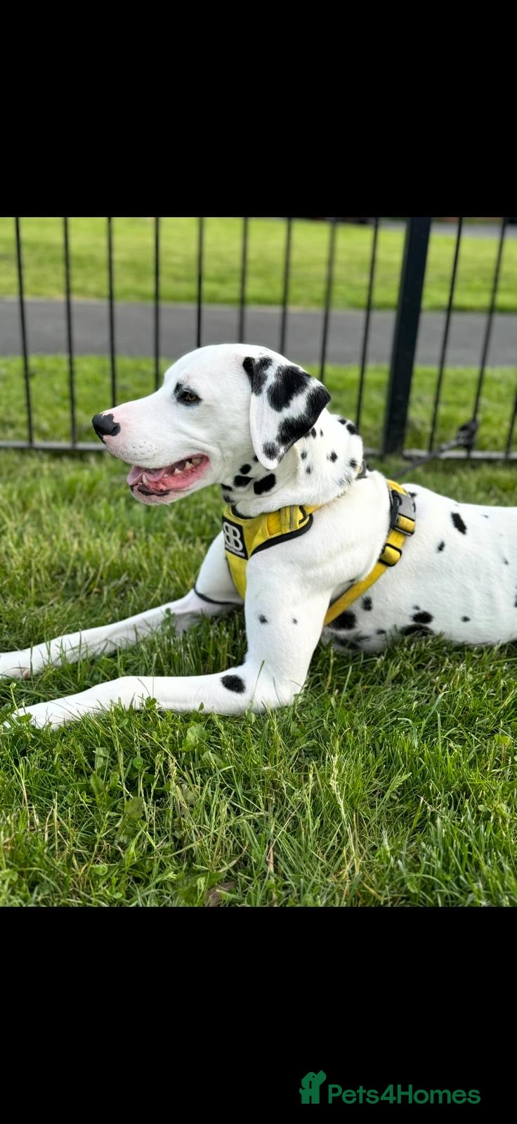 Dalmatian dogs Male Dalmatian  - Advert 1