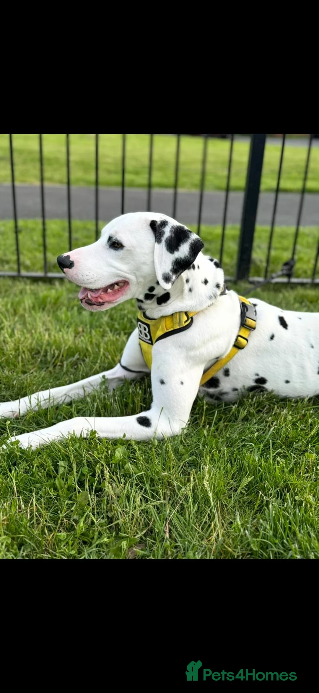 Dalmatian dogs for sale: Male Dalmatian  - Advert 1