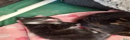 Mixed Breed cats for sale: Beautiful mixed breed kittens in Rugby - Advert 8
