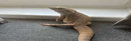 Bearded Dragon reptiles for sale: Male Bearded Dragon looking for a loving home in Braintree - Advert 1