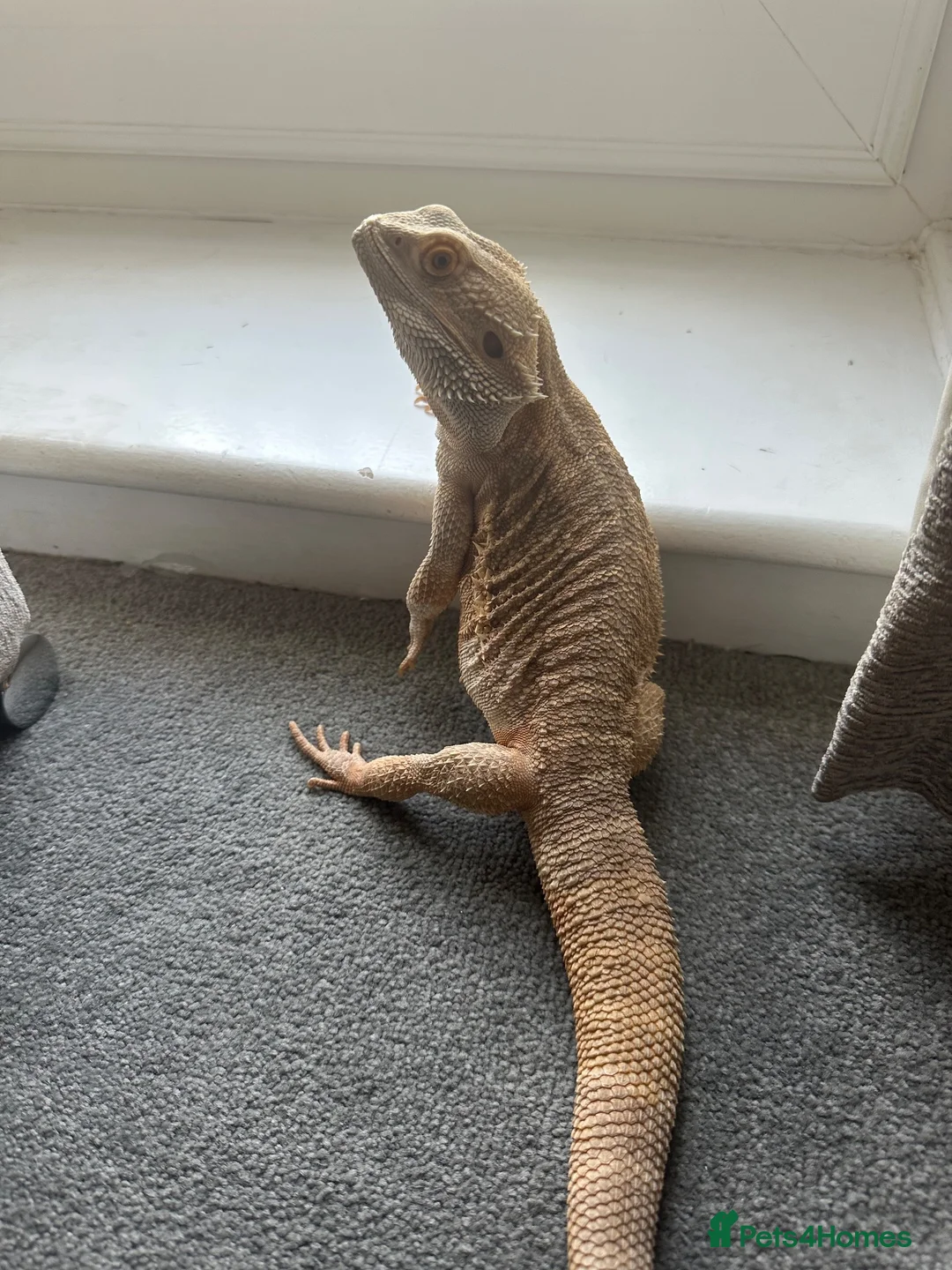 Bearded Dragon reptiles for sale: Male Bearded Dragon looking for a loving home in Braintree - Advert 1