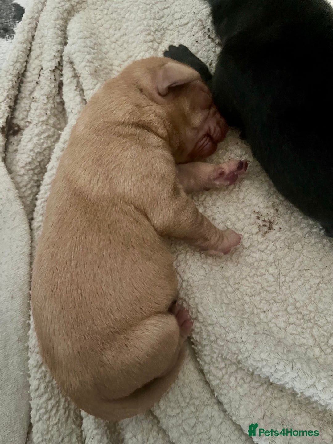 Labrador Retriever dogs for sale: Labrador puppy’s pups pup puppies puppy  - Advert 6