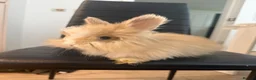 Angora rabbits for sale: Pure bred Angora babies - Advert 7